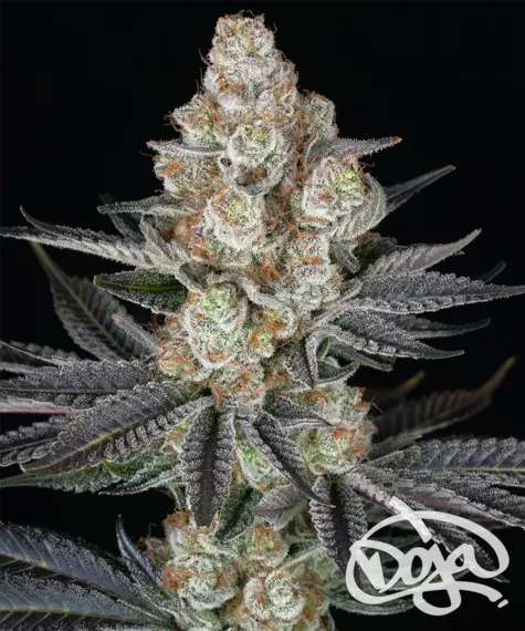 papaya-frosting_circle_new_21_903893.webp papaya frosting x doja