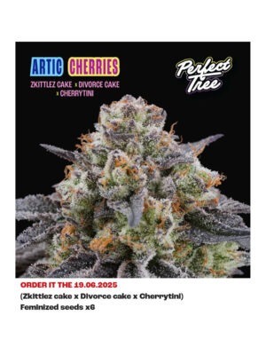 perfect-tree-artic-cherries-fem-6st.jpg Artic Cherries feminisierte Cannabissamen