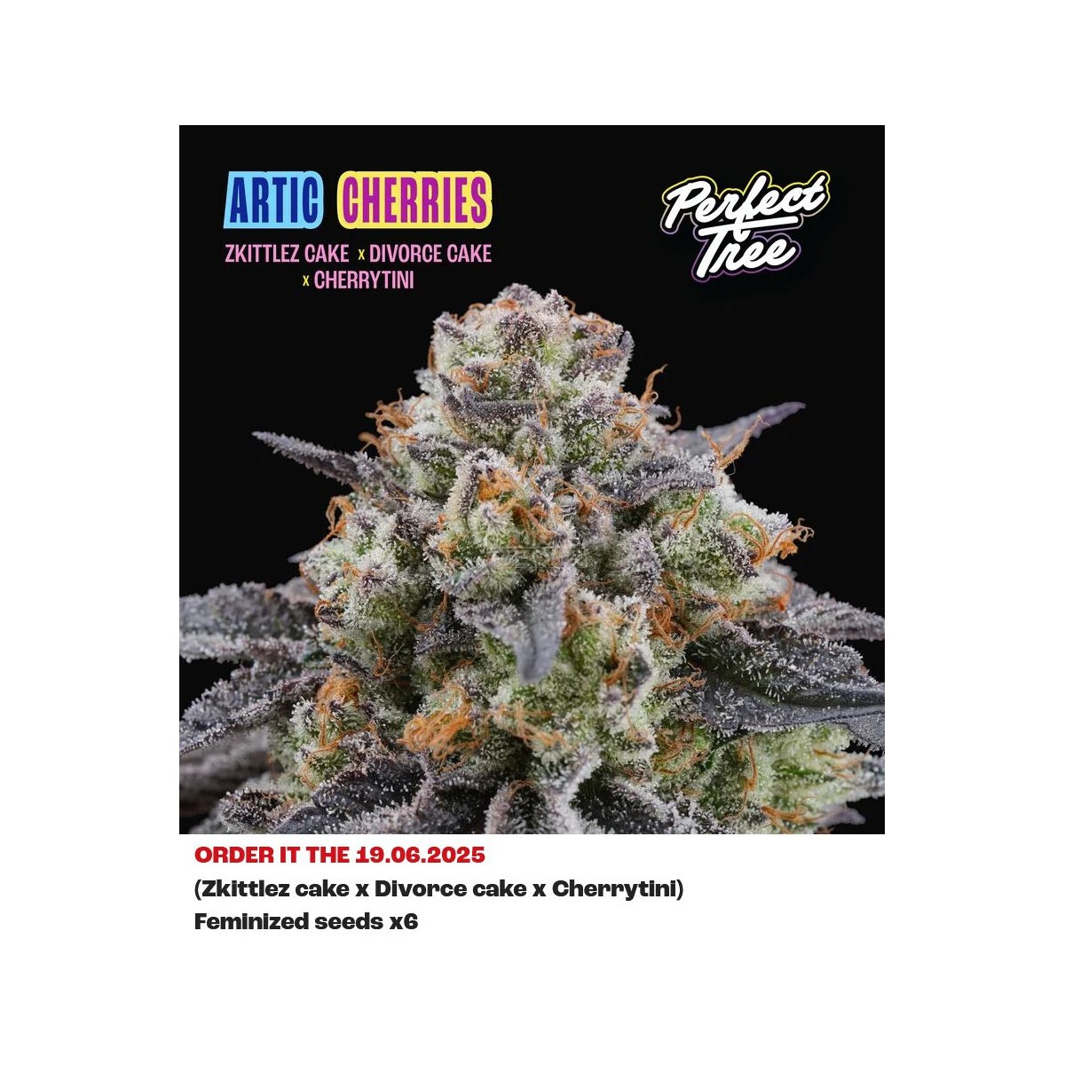 Artic Cherries - Perfect Tree feminisiert 6er Pack