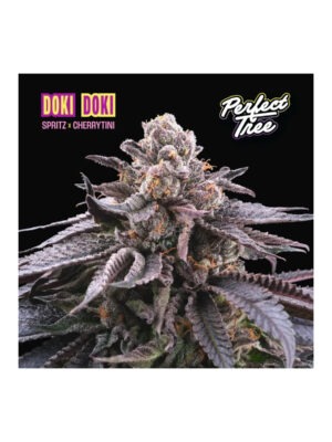 perfect-tree-doki-doki-fem-6st.jpg DOKI DOKI feminisierte Cannabissamen