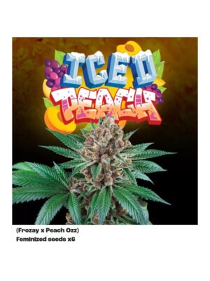 Iced Peach x6 - Perfect Tree feminisiert 6er Pack