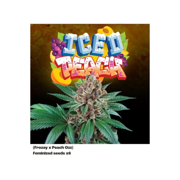 perfect-tree-iced-peach-x6-fem-6st.jpg Iced Peach x6 feminisierte Cannabissamen
