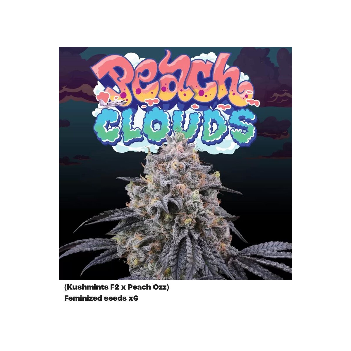 Peach Clouds - Perfect Tree feminisiert 6er Pack
