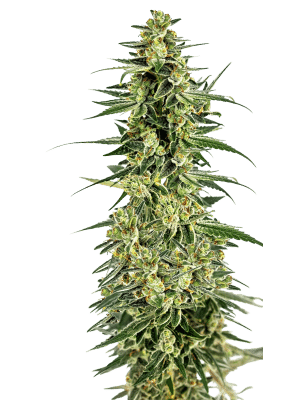 Permanent Whitemarker - Growers Choice feminisiert 3er Pack