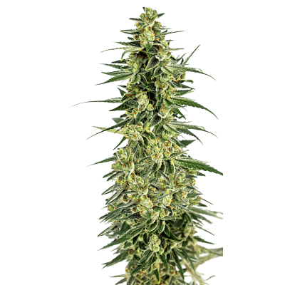 Permanent Whitemarker – Growers Choice feminisiert 3er Pack Cannabis Samen
