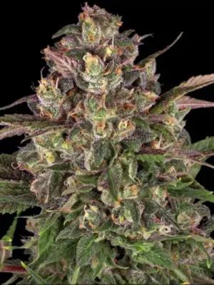 Peyote Critical Barneys Farm 3er Pack