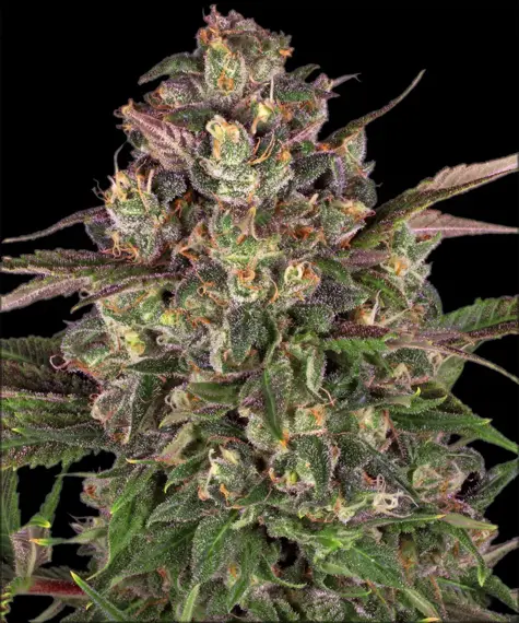 Peyote Critical Barneys Farm 3er Pack Peyote Critical Barneys Farm 3er Pack