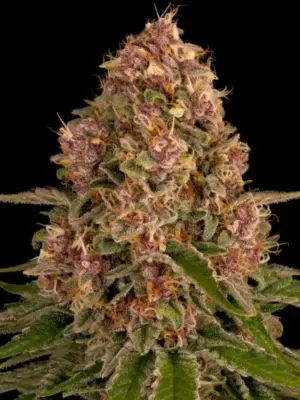 Pink Kush - Barneys Farm feminisiert 3er Pack