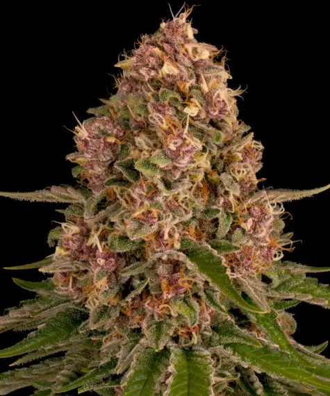 Pink Kush - Barneys Farm feminisiert 3er Pack