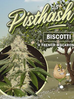 Pisthash T.H. Seeds feminisiert 2er Pack Pisthash T.H. Seeds feminisiert 2er Pack