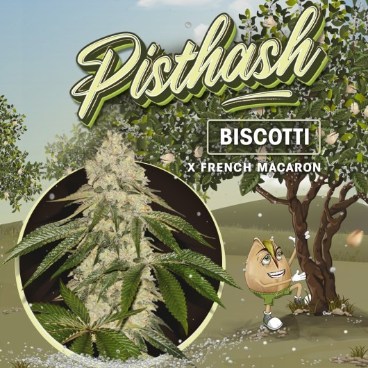 Pisthash T.H. Seeds feminisiert 2er Pack Pisthash T.H. Seeds feminisiert 2er Pack