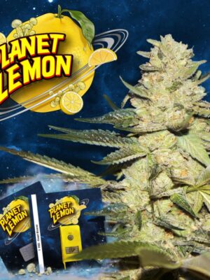 Plant Lemon T.H. Seeds feminisiert 2er Pack Plant Lemon T.H. Seeds feminisiert 2er Pack