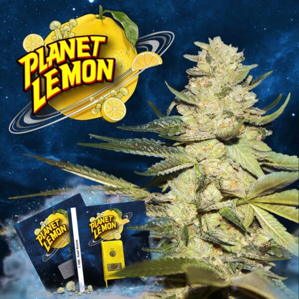 Plant Lemon T.H. Seeds feminisiert 2er Pack Plant Lemon T.H. Seeds feminisiert 2er Pack