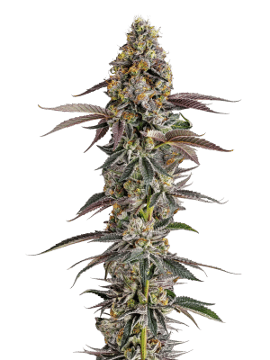 Platinum Mimosa Cookies XXL Auto – Growers Choice feminisiert 3er Pack Cannabis Samen