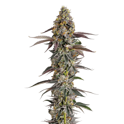 Platinum Mimosa Cookies Fast – Growers Choice feminisiert 3er Pack Cannabis Samen