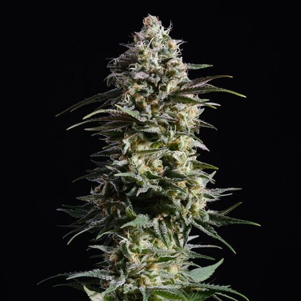 Kannabia pure skunk go fast Samen