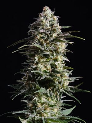 pure-skunk-go-fast.jpg Pure Skunk Go Fast - Kannabia feminisiert 3er Pack
