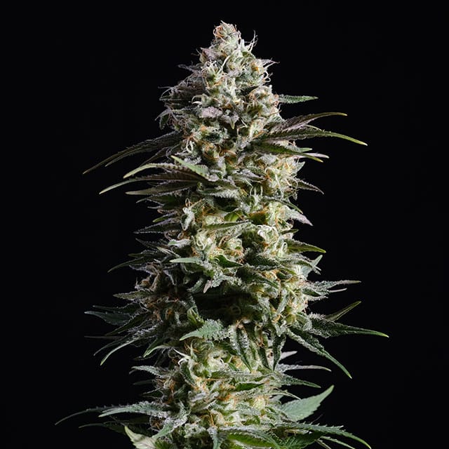 Pure Skunk Go Fast - Kannabia feminisiert 3er Pack