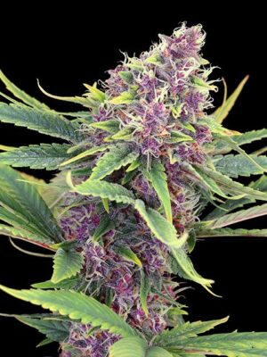 purple-kush-flower.jpg Purple Kush - Kannabia feminisiert 3er Pack