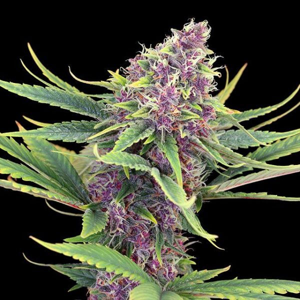 Purple Kush - Kannabia feminisiert 3er Pack