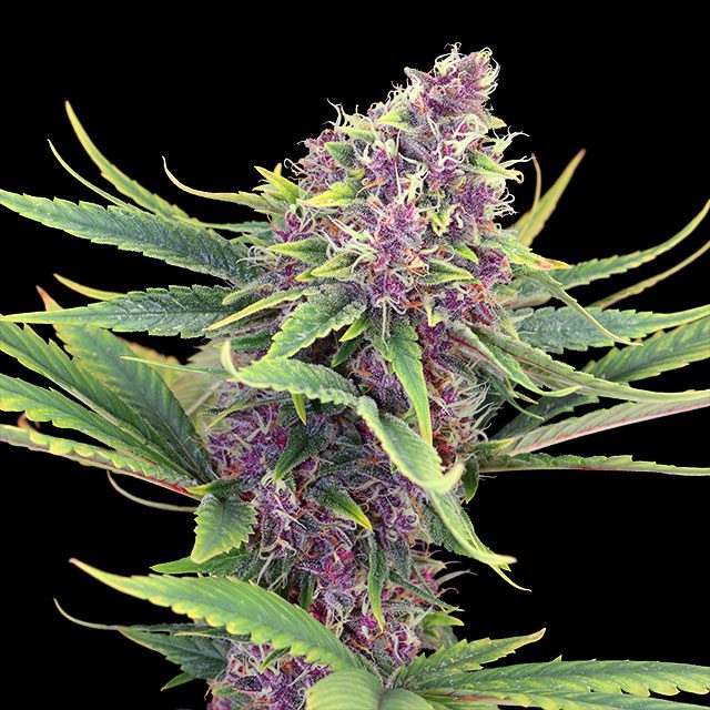 Purple Kush - Kannabia feminisiert 3er Pack