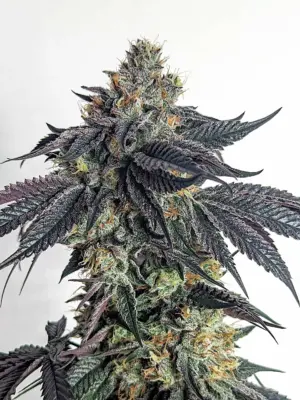 Purple Limeade Umami Seeds feminisiert 6er Pack
