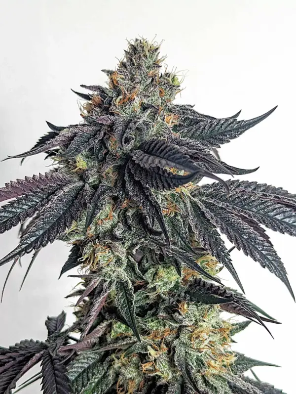 Purple Limeade Umami Seeds feminisiert 6er Pack