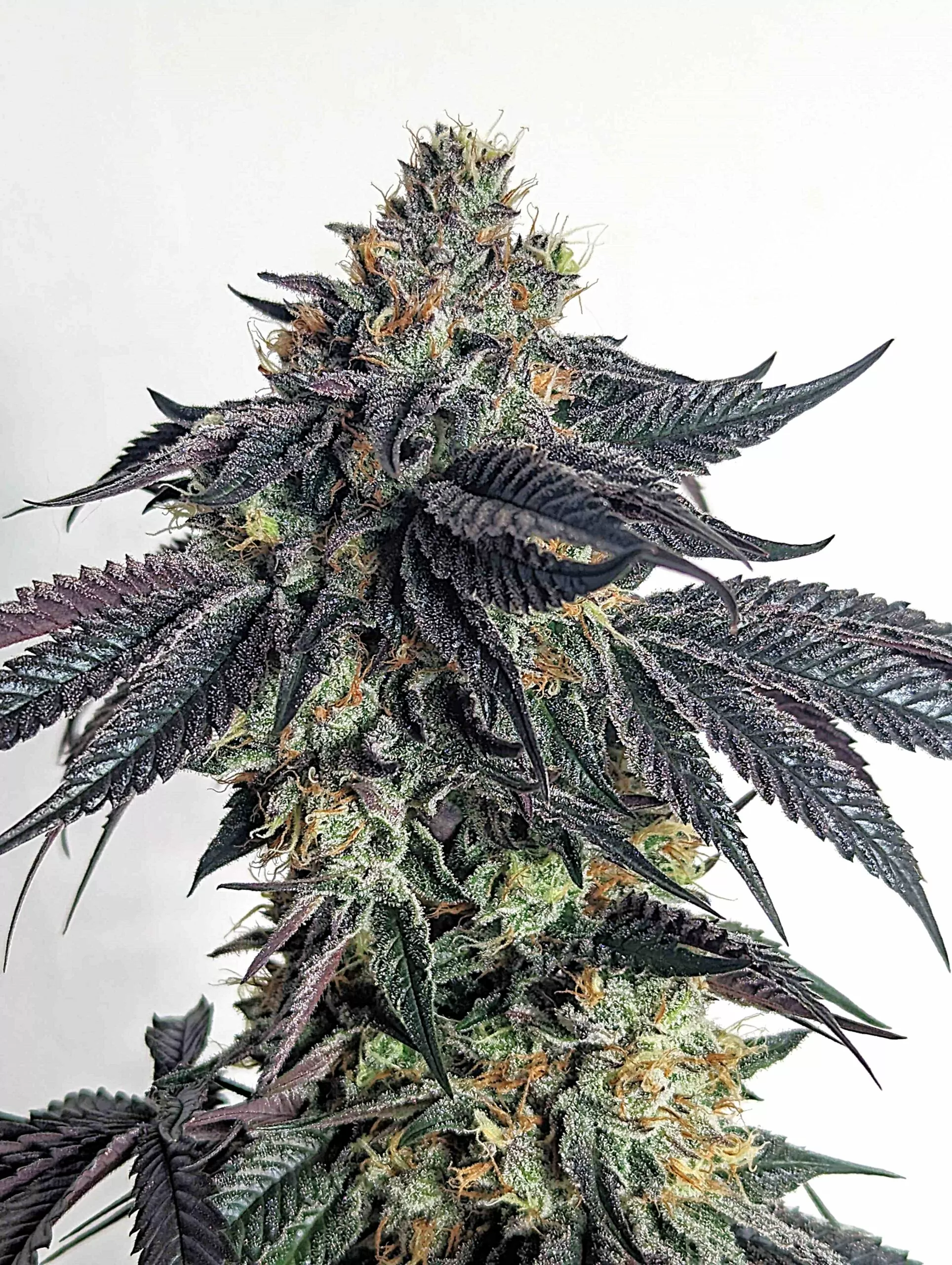 Purple Limeade Umami Seeds feminisiert 6er Pack