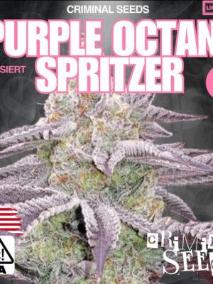 Purple Octane Spritzer - Criminal Seeds feminisiert 3er Pack