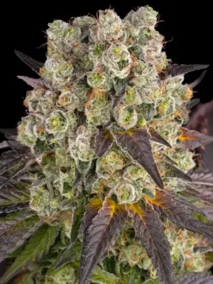 Purple Punch x Lemon Drizzle - Barneys Farm feminisiert 3er Pack