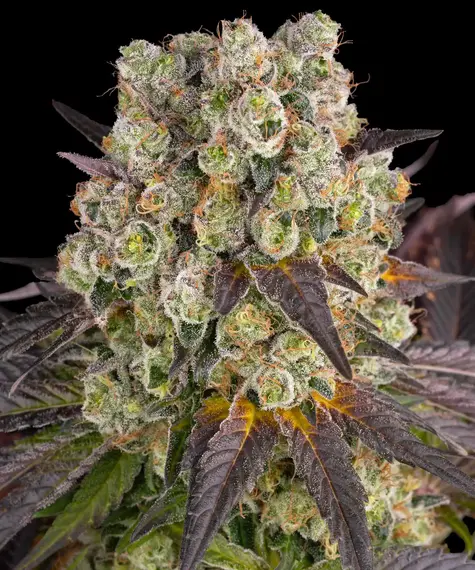 purple-punch-x-lemon-drizzle_circle_new_21_128950.webp purple punch x lemon drizzle