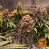 Barney's Farm purple punch Samen – Bild 2