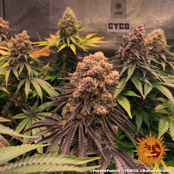 Barney's Farm purple punch Samen – Bild 2