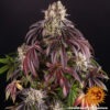 Barney's Farm purple punch Samen – Bild 3
