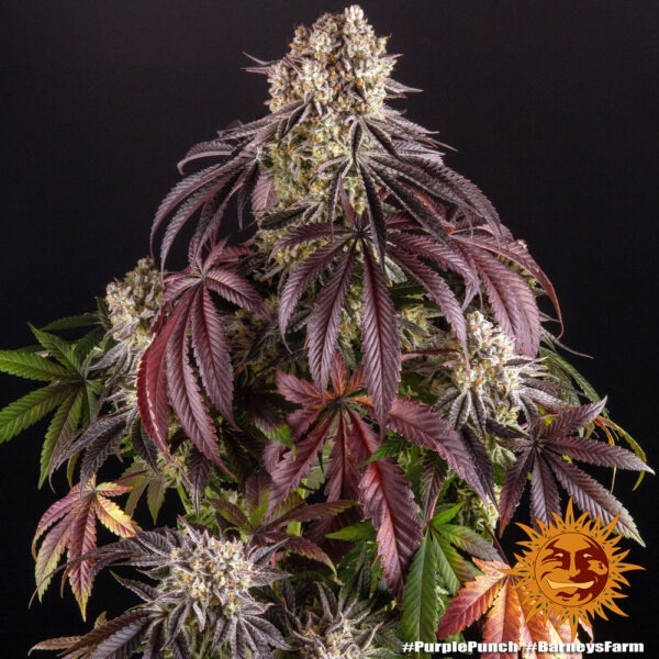 Barney's Farm purple punch Samen – Bild 3