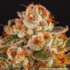 Barney's Farm purple punch Samen – Bild 4