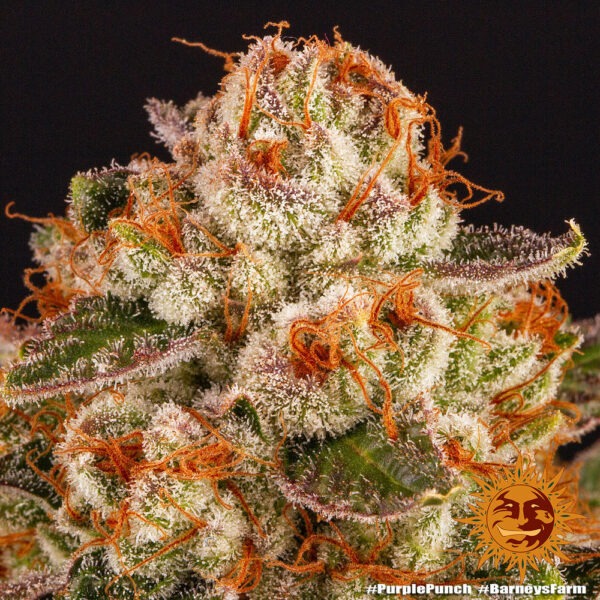 Barney's Farm purple punch Samen – Bild 4
