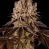 Barney's Farm purple punch Samen