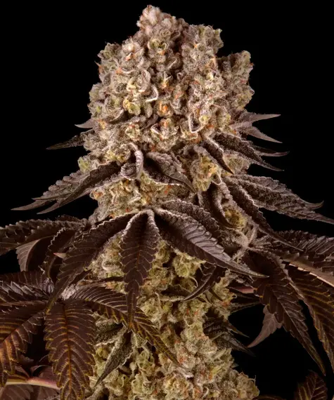 Purple Punch - Barneys Farm feminisiert 3er Pack