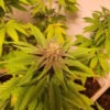Growers Choice Purple Dosi Punch Samen – Bild 3
