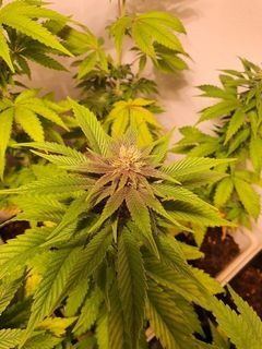 Growers Choice Purple Dosi Punch Samen – Bild 3