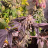Growers Choice Purple Dosi Punch Samen – Bild 5