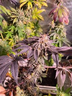 Growers Choice Purple Dosi Punch Samen – Bild 5