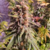 Growers Choice Purple Dosi Punch Samen – Bild 4