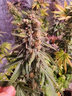 Growers Choice Purple Dosi Punch Samen – Bild 4