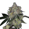 Growers Choice Purple Dosi Punch Samen