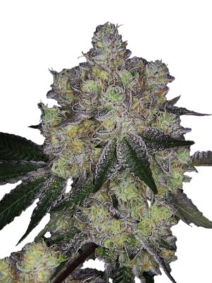 Growers Choice Purple Dosi Punch Samen
