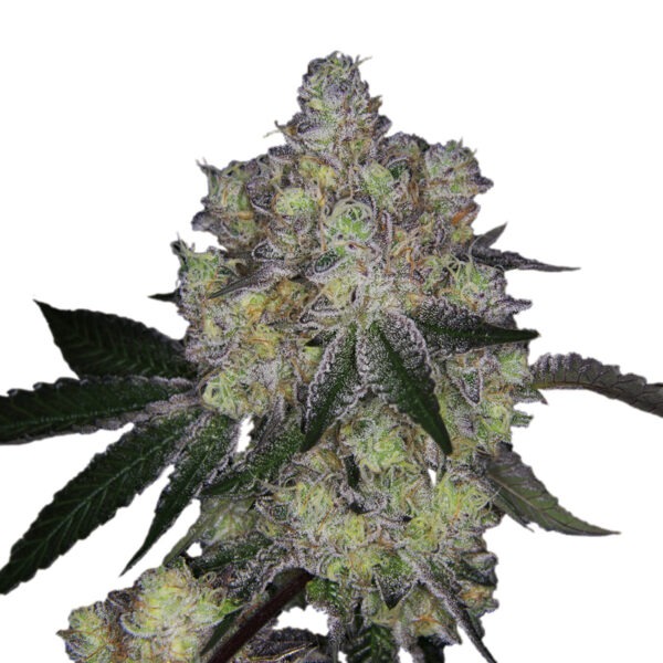 Growers Choice Purple Dosi Punch Samen