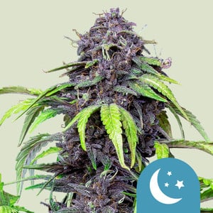 Purplematic CBD Auto Royal Queen Seeds feminisiert 3er Pack