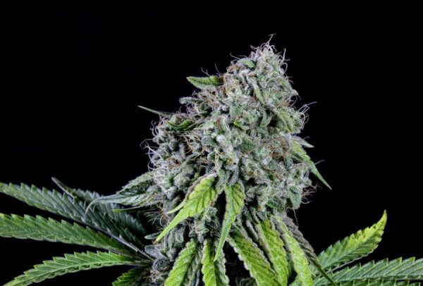 Rainbow Sherbet Nr11 – Kannabia feminisiert 3er Pack